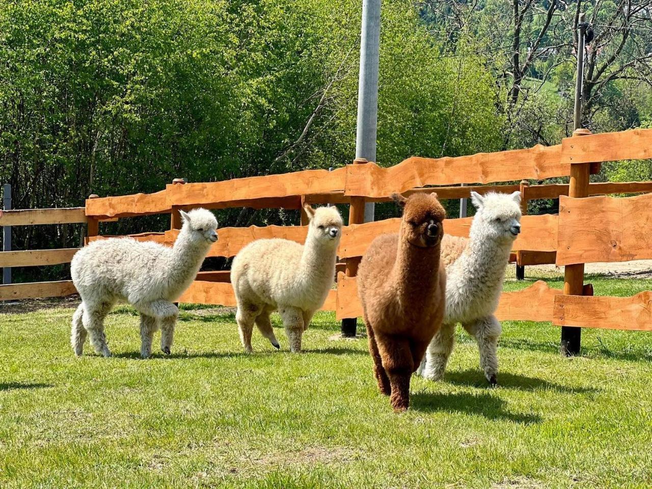 Appartamento Strefa Ciszy -Lawenda Świeradów-Zdrój Esterno foto